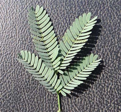  A Leaf with 2 pairs of pinnae